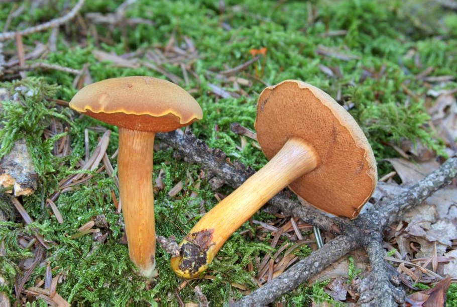 Перечный гриб рубиновый Rubinoboletus rubinus