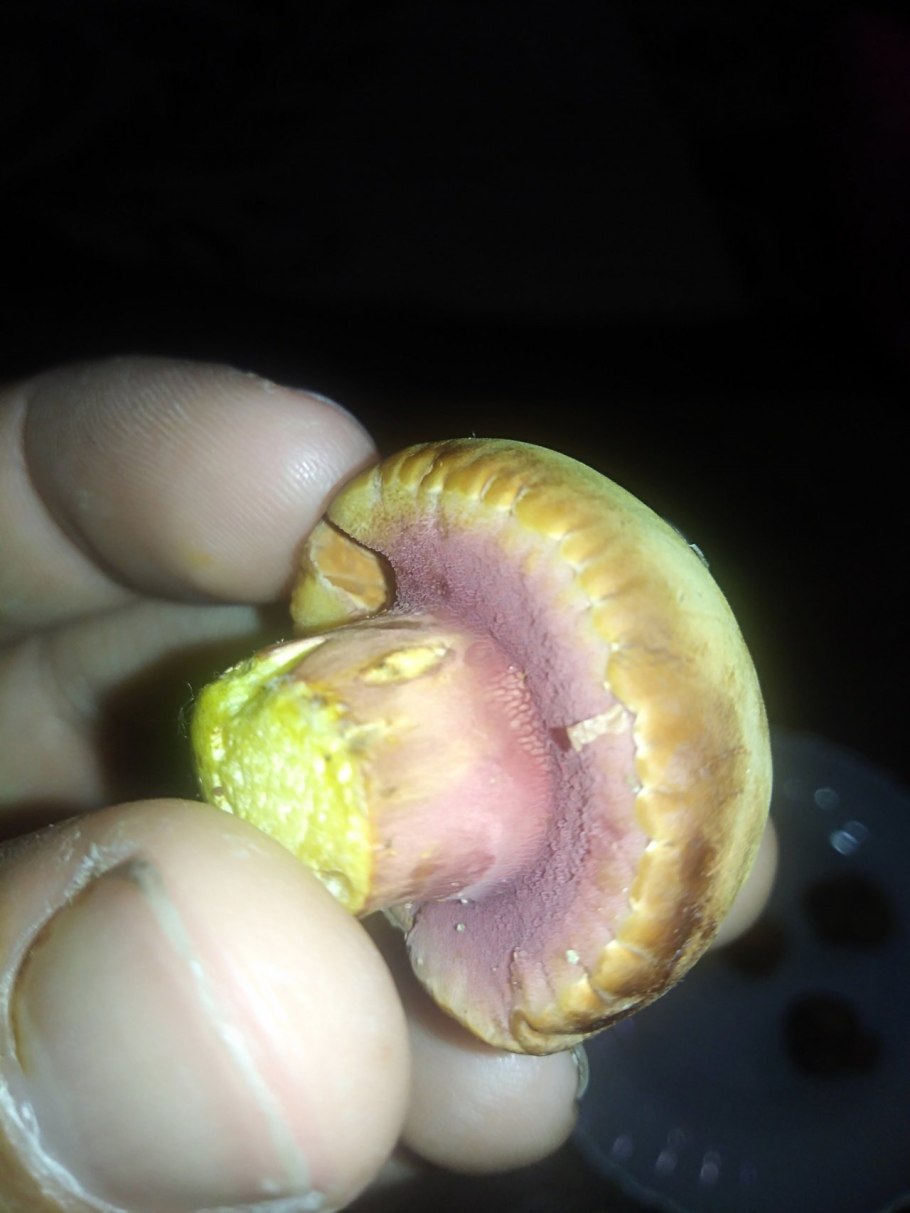 Масленок рубиновый фото