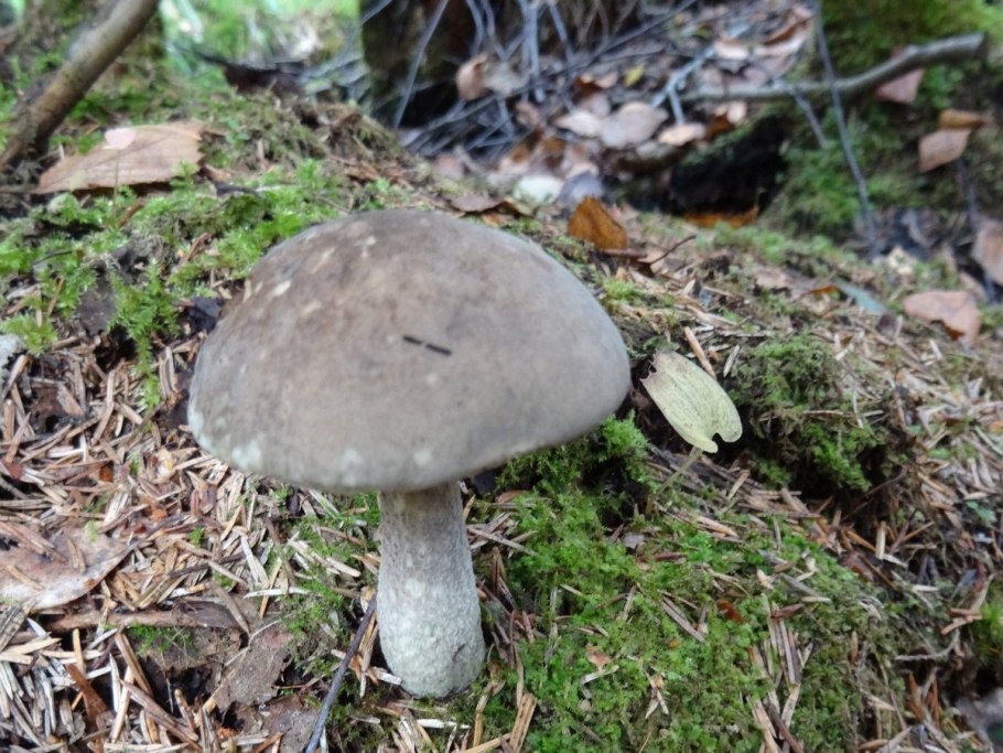 Масленок полоножковый