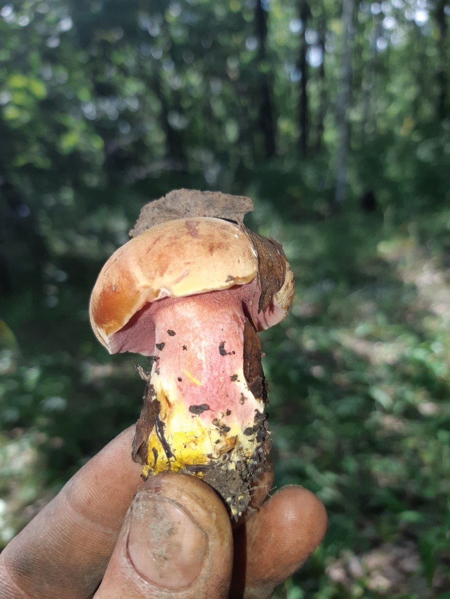 Маслёнок рубиновый (Suillus rubinus)