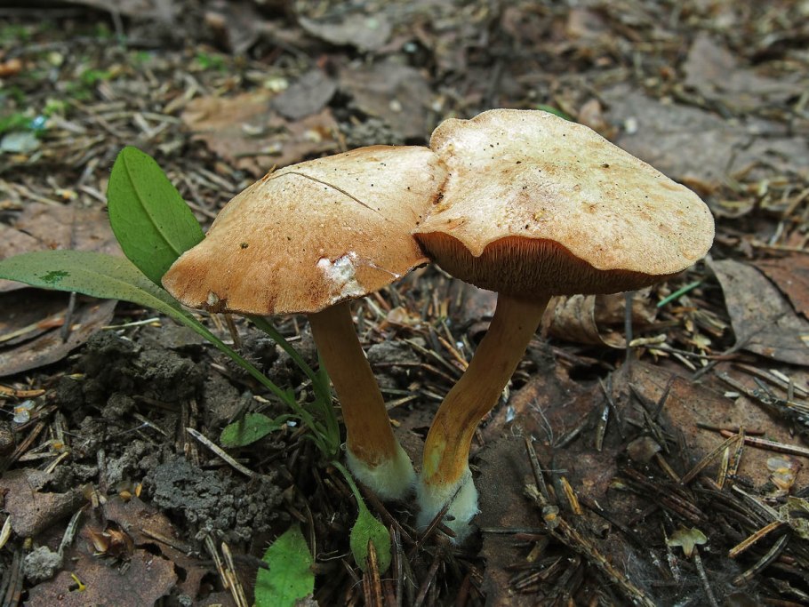 Маслёнок рубиновый (Suillus rubinus)