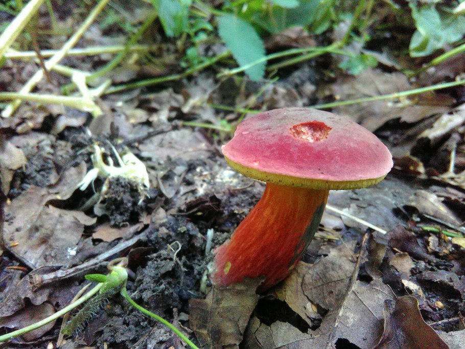 Маслёнок рубиновый (Suillus rubinus)