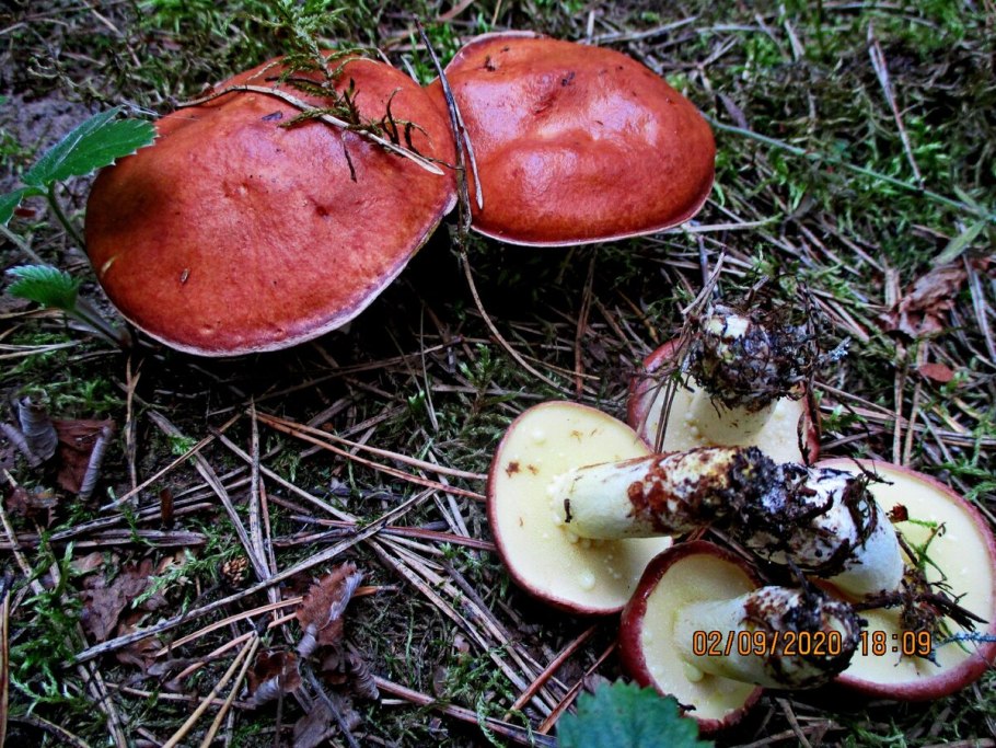 Майские маслята