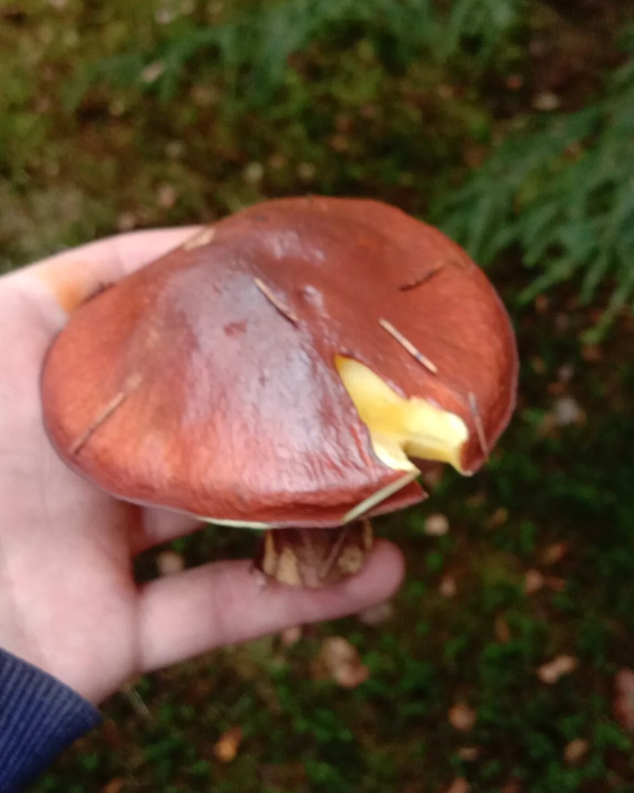 Перечный гриб рубиновый Rubinoboletus rubinus