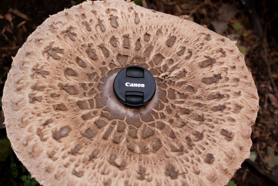 Зонтик пёстрый Macrolepiota procera