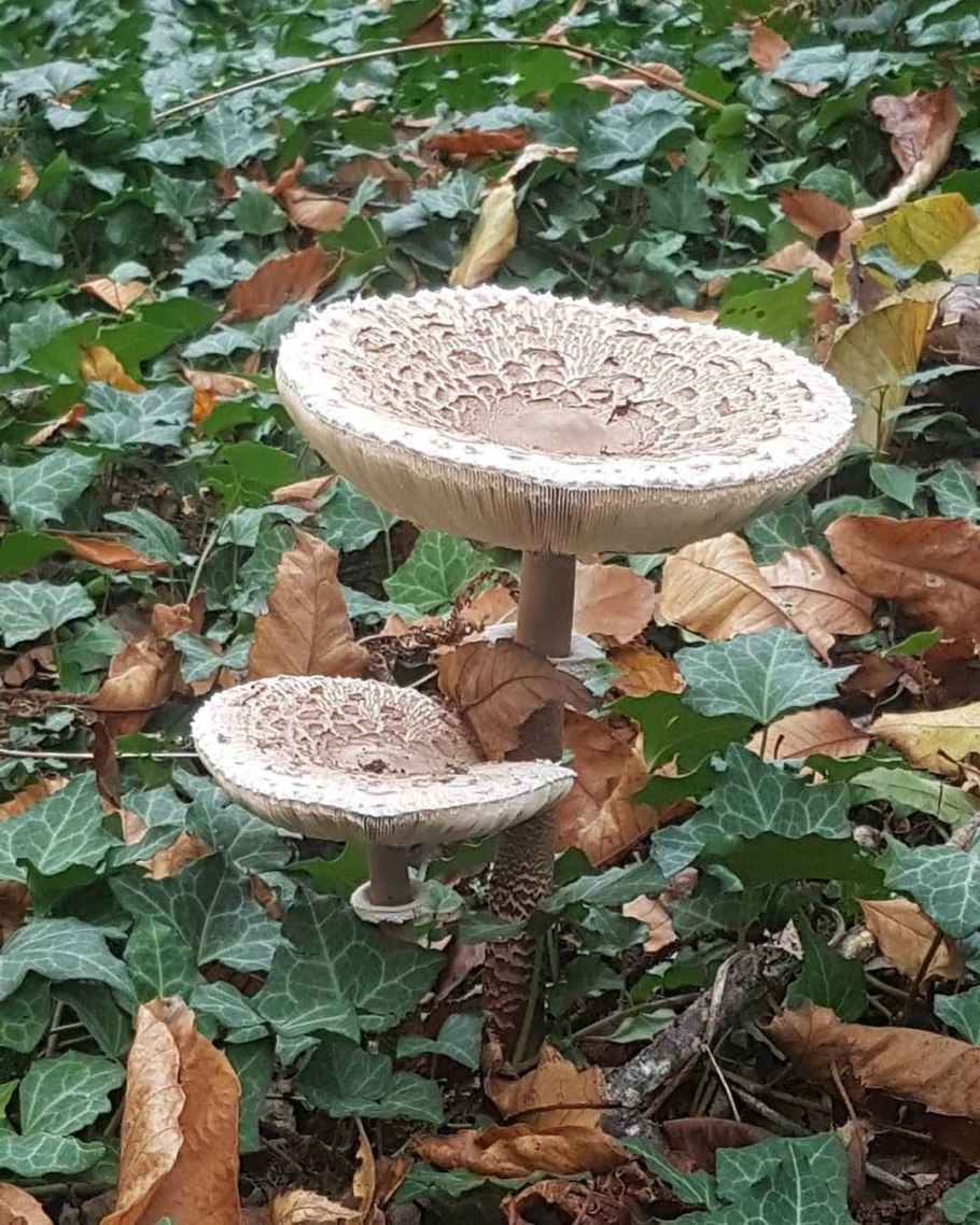 Зонтик пёстрый Macrolepiota procera