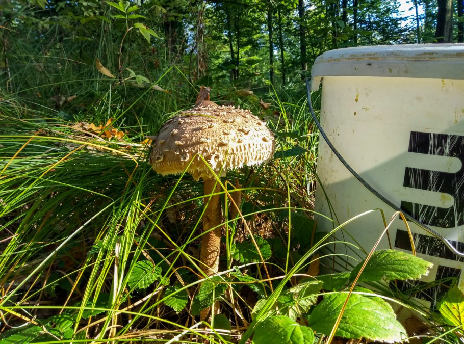 Гриб зонтик гигантский