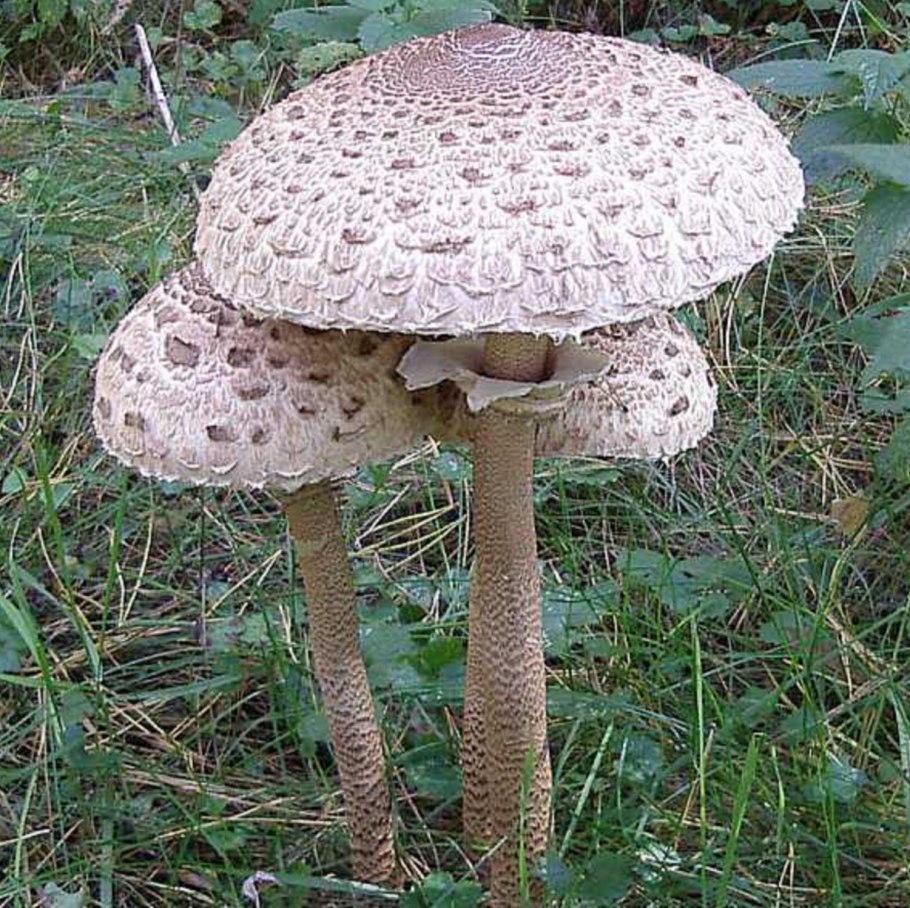 Macrolepiota procera гриб