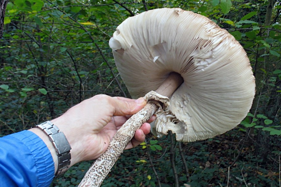 Гриб зонтик большой