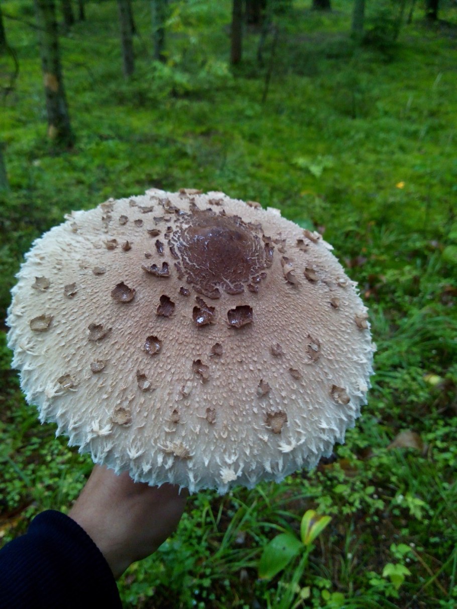 Macrolepiota procera гриб