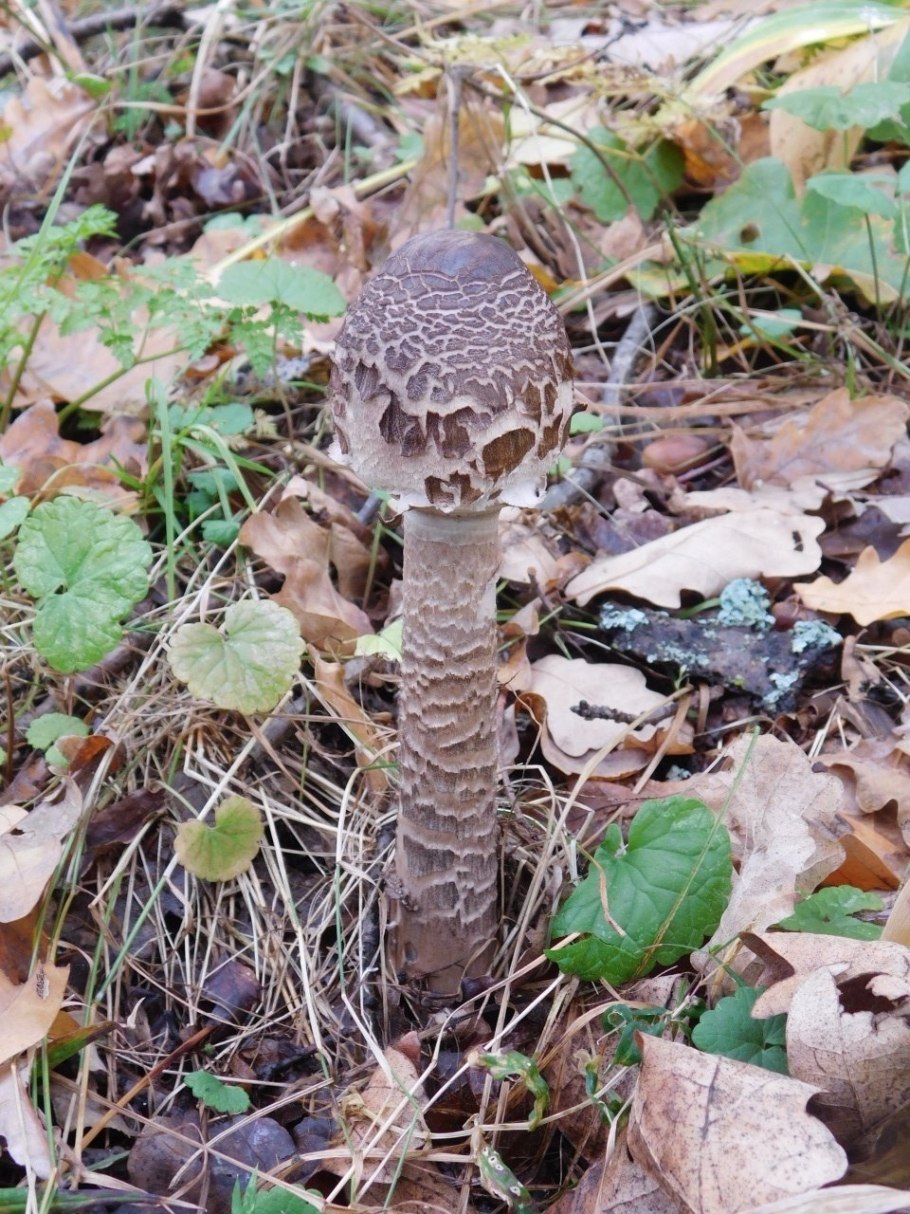 Зонтик пёстрый macrolepiota procera