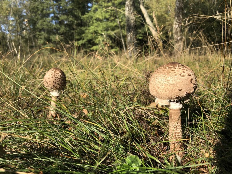 Гриб зонтик поганка