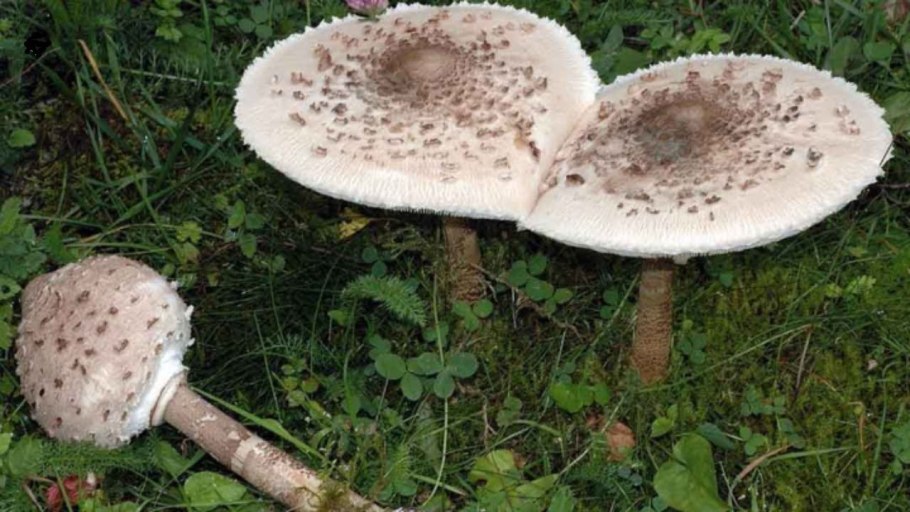 Зонтик Конрада