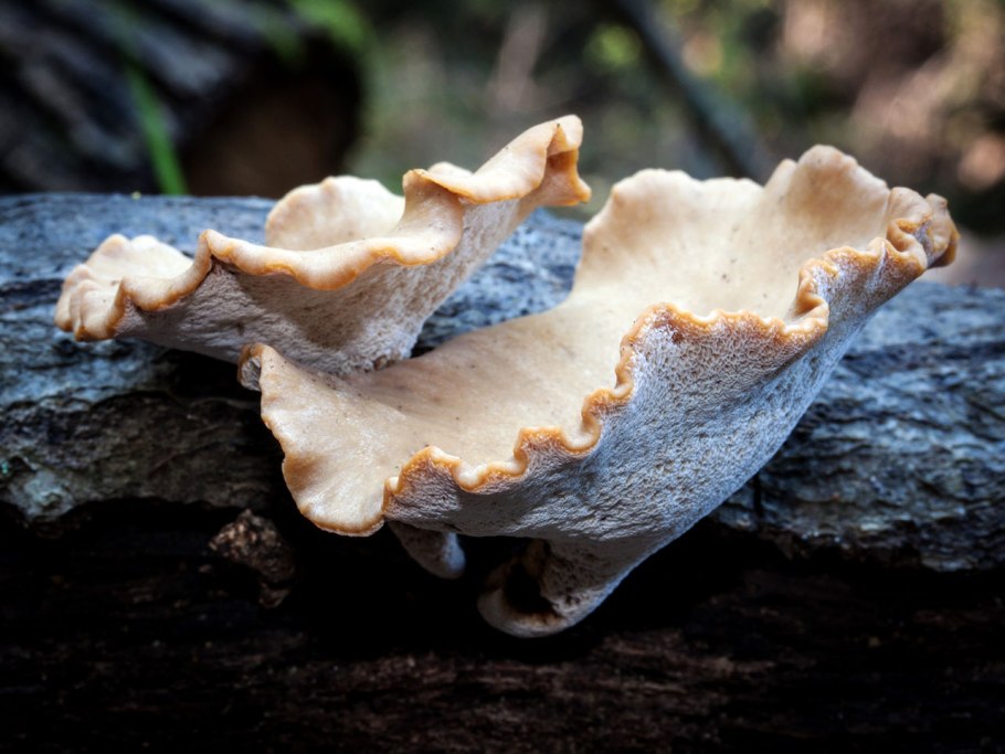 Трутовик изменчивый (Polyporus varius)