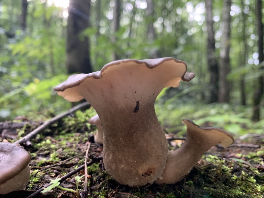 Трутовик гриб группа