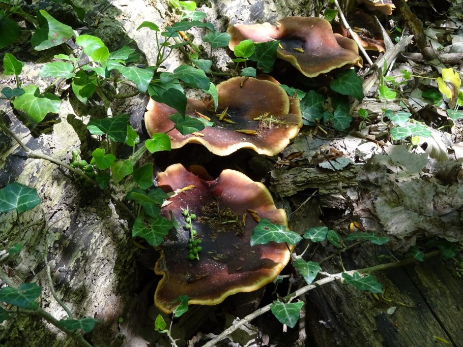 Полипорус каштановый polyporus badius