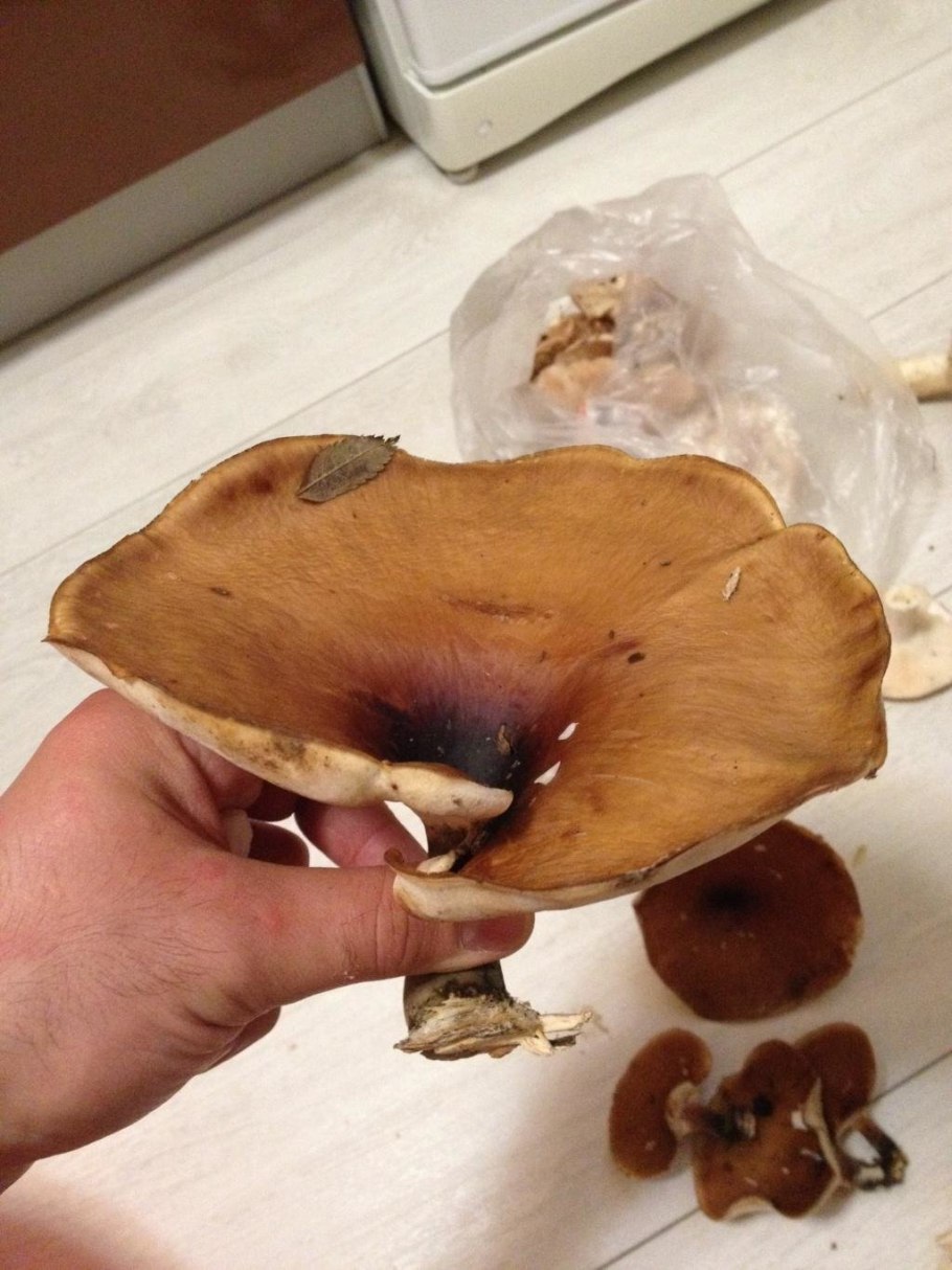 Трутовик в срезе