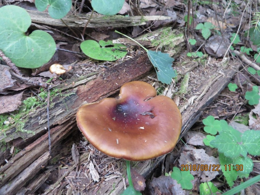 Гриб млечник камфорный