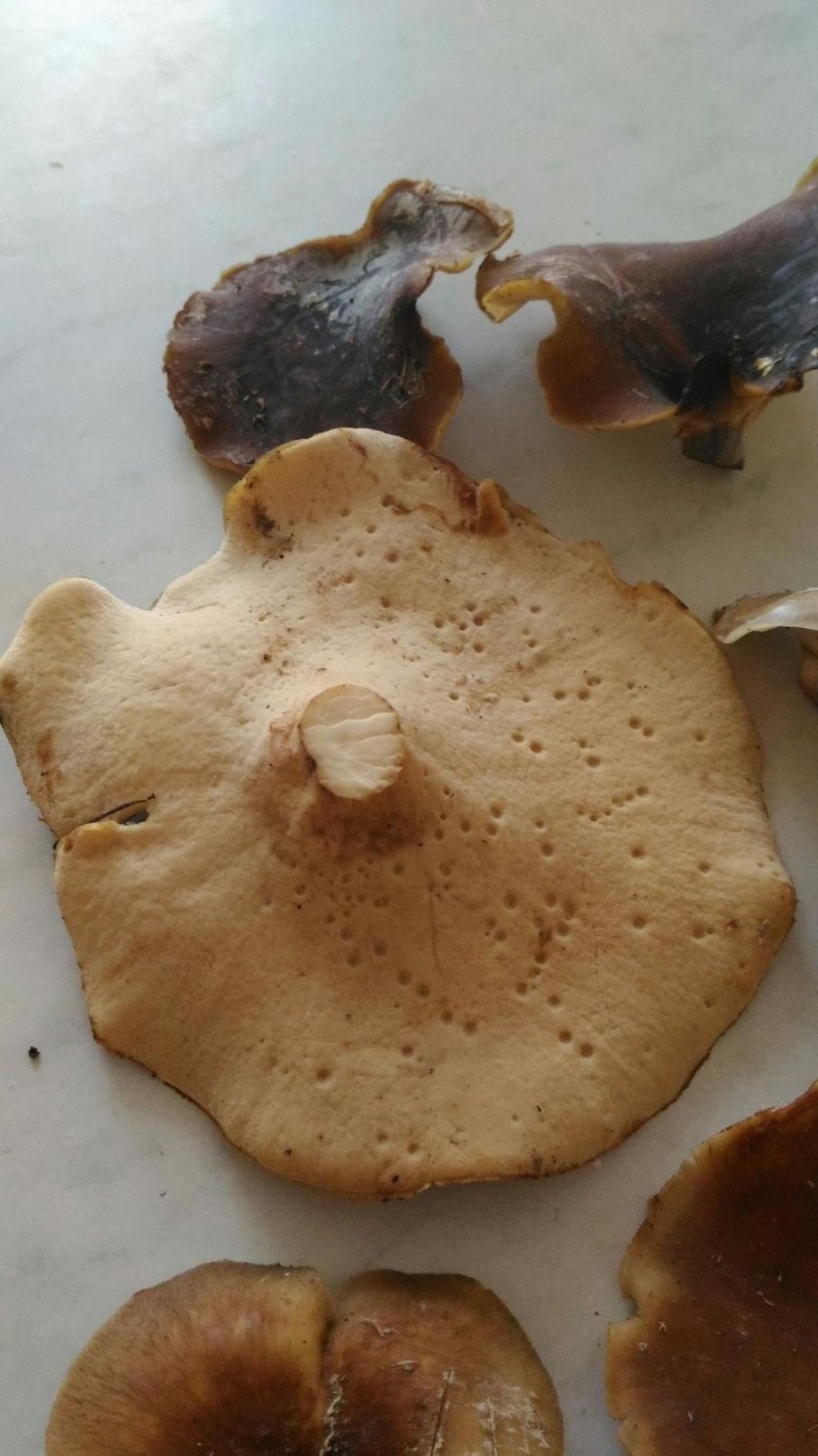 Трутовик каштановый