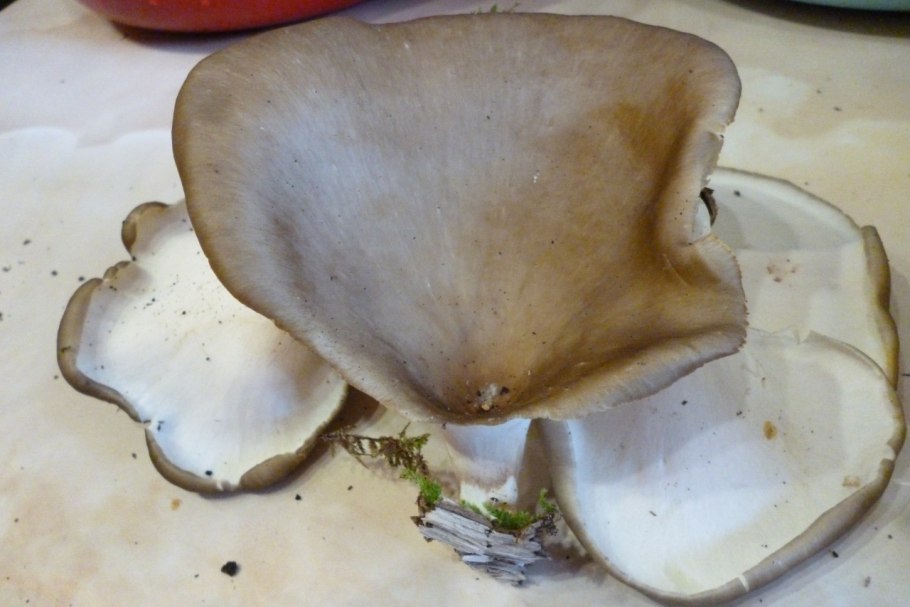 Polyporus badius, трутовик