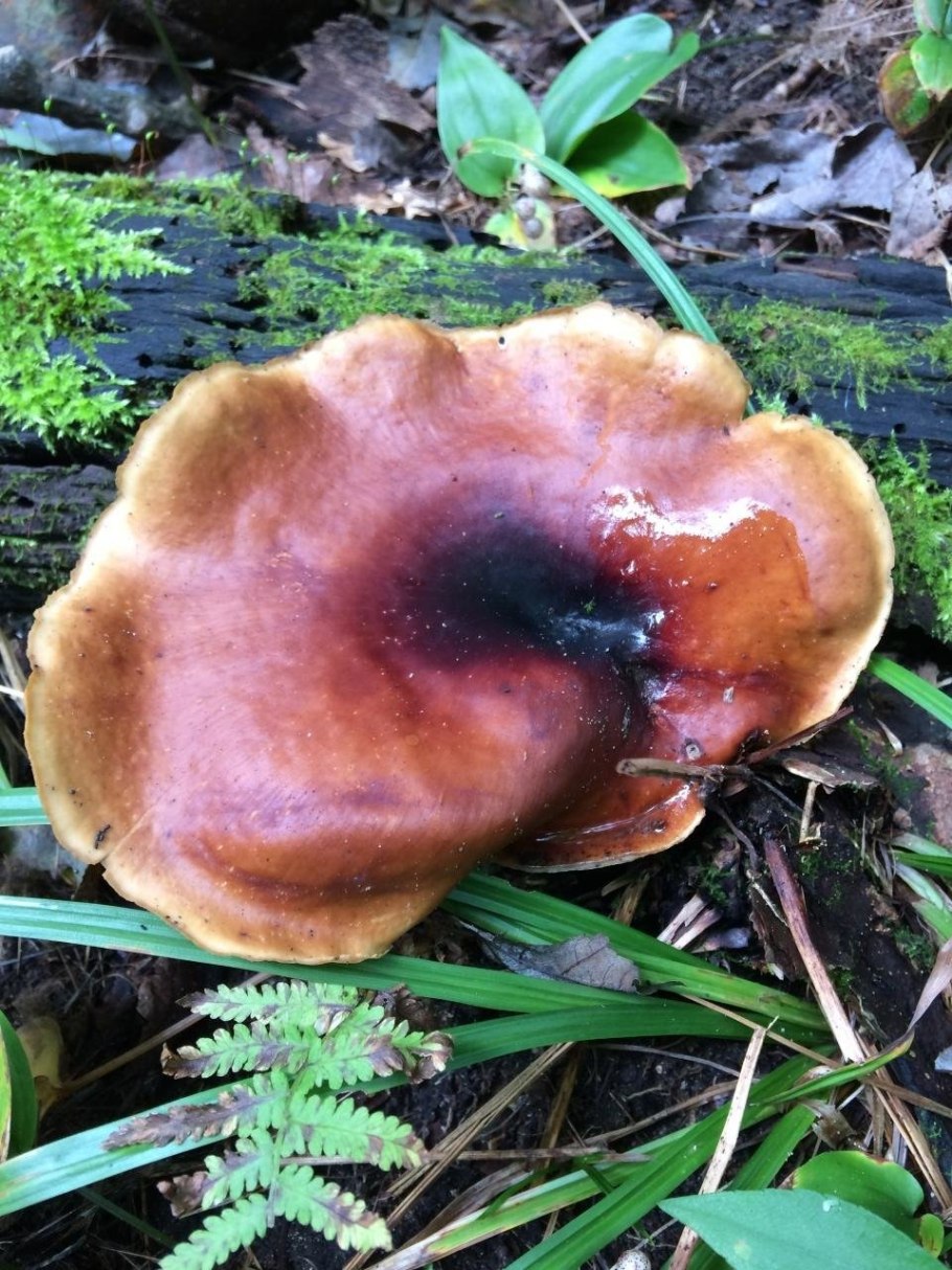 Трутовик каштановый