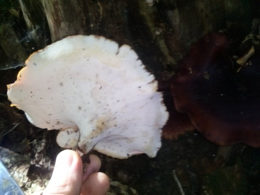 Трутовик осенний