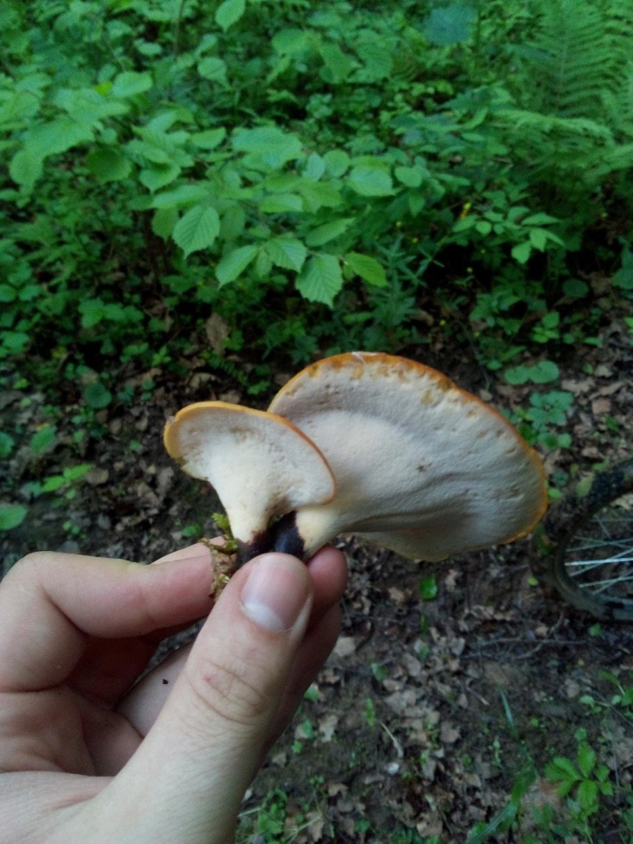 Черноножка Каштановая (" трутовик " каштановый)