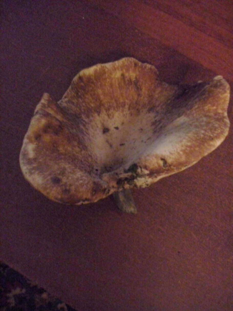 Трутовик на ножке