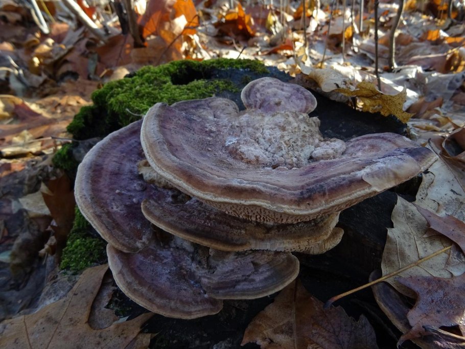 Polyporus badius, трутовик