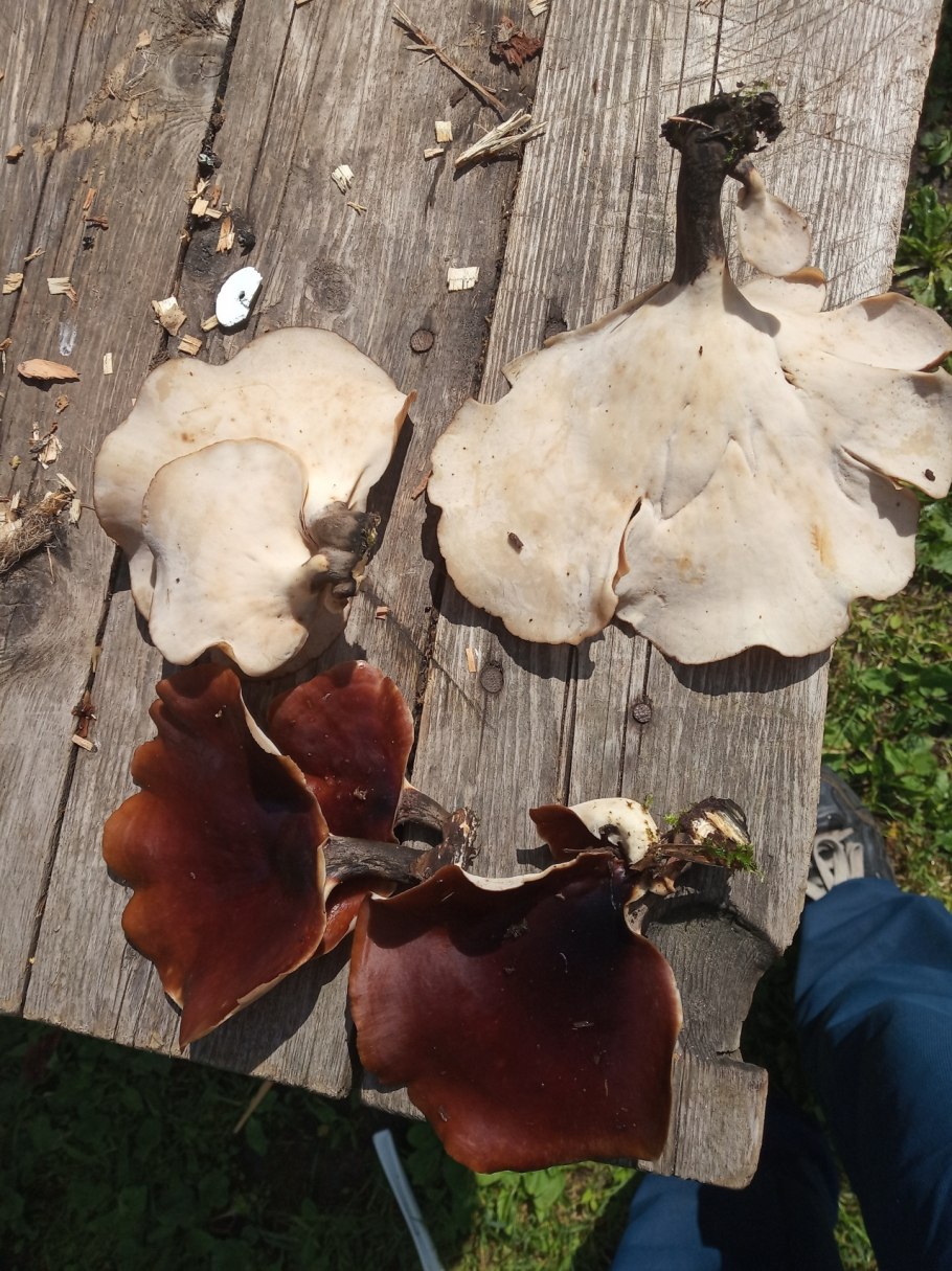 Polyporus badius, трутовик