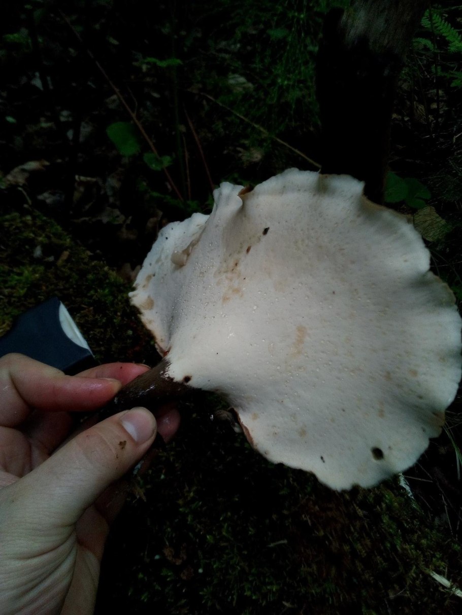 Трутовик каштановый