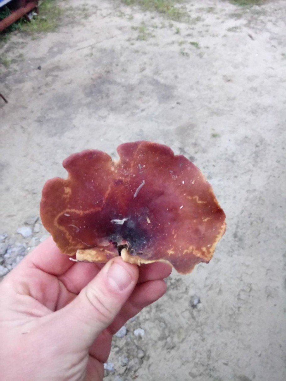 Трутовик каштановый