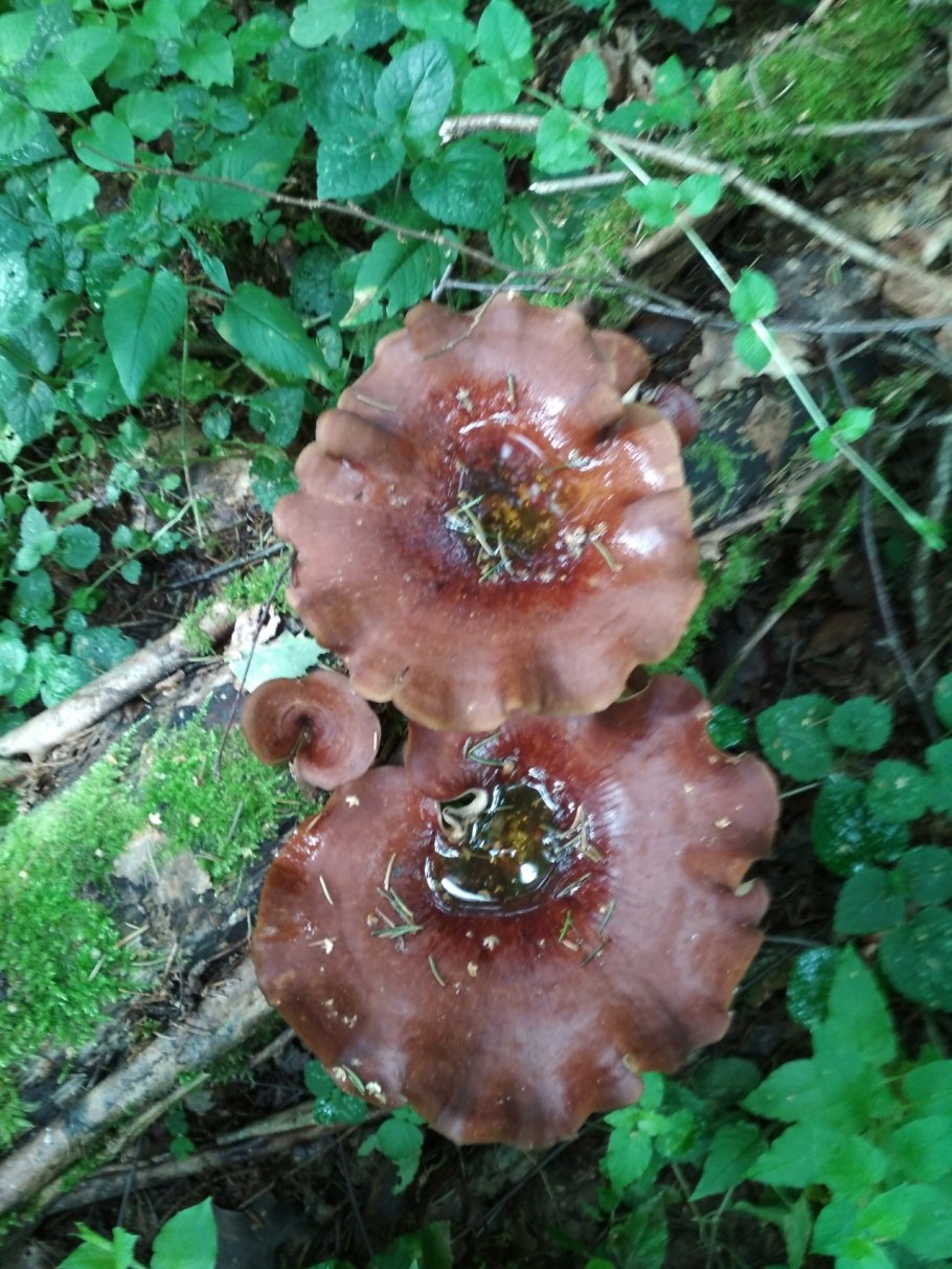 Трутовик каштановый