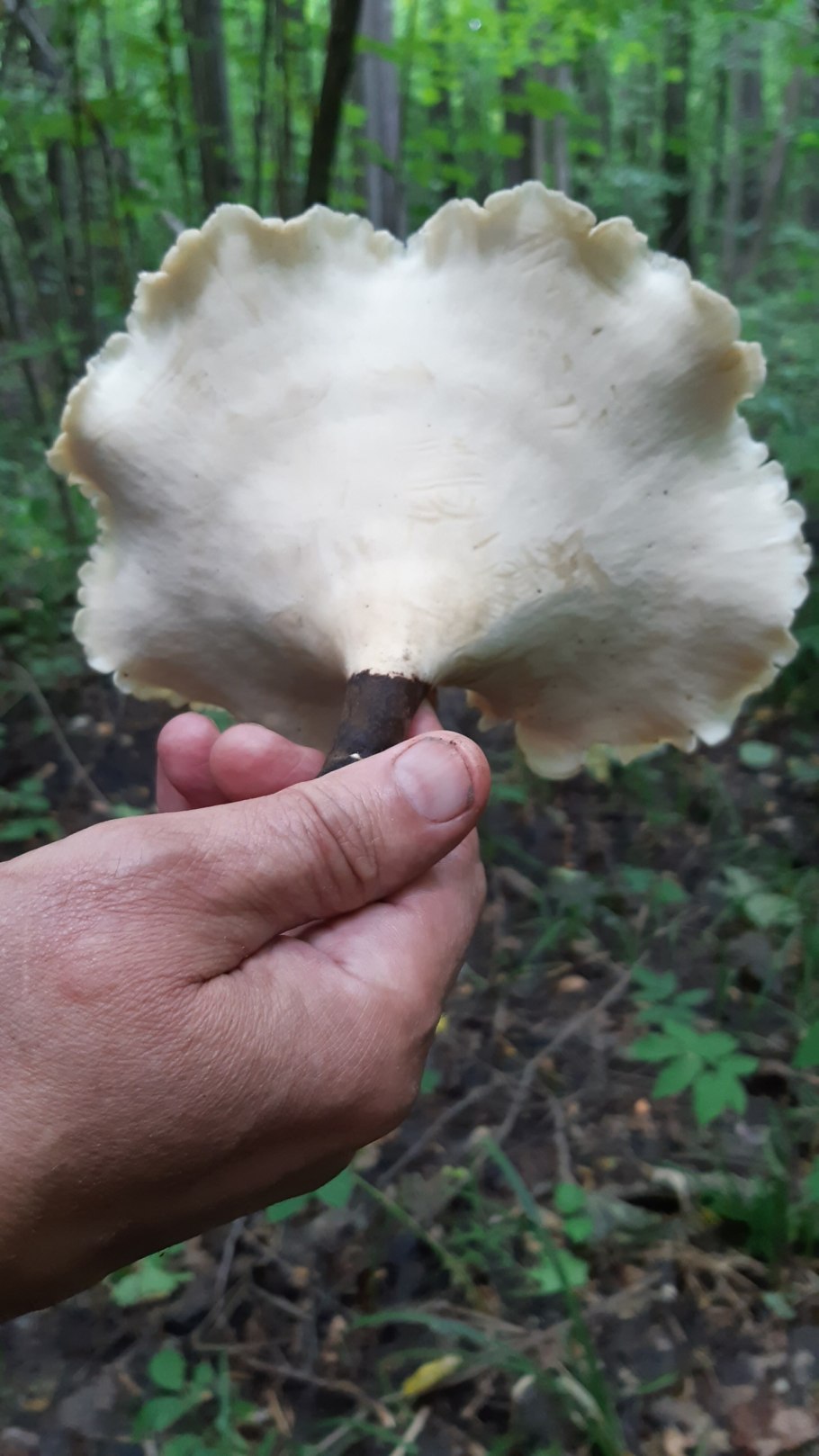 Polyporus badius, трутовик