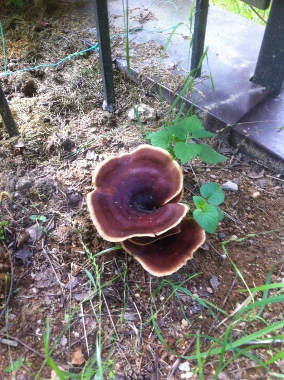 Трутовик каштановый съедобен