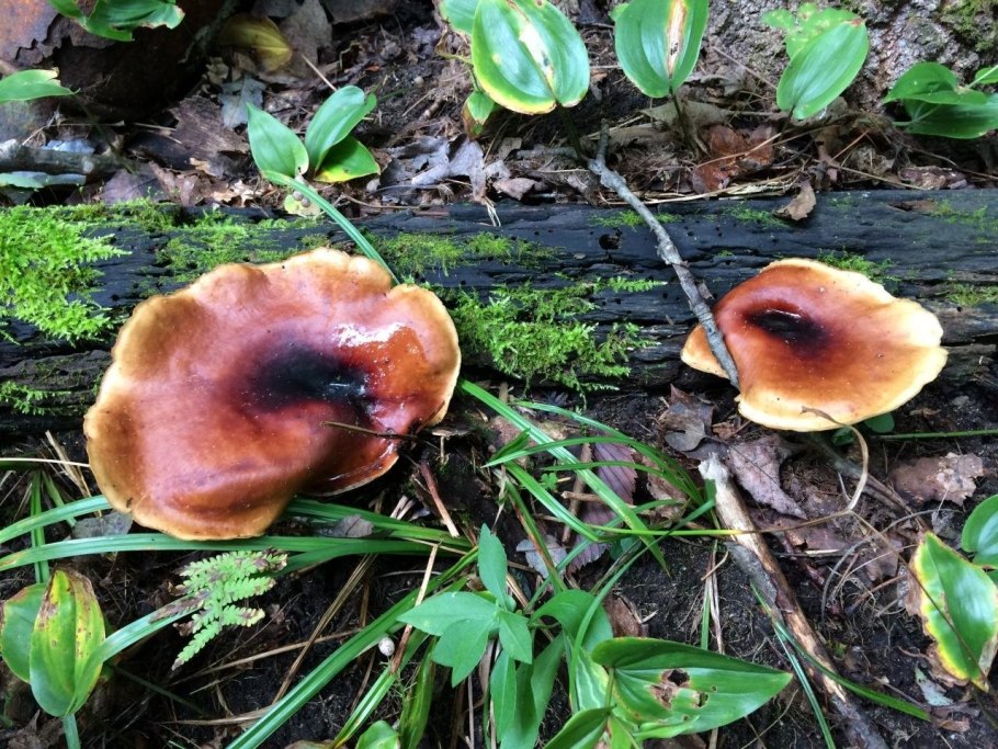 Полипорус каштановый Polyporus badius
