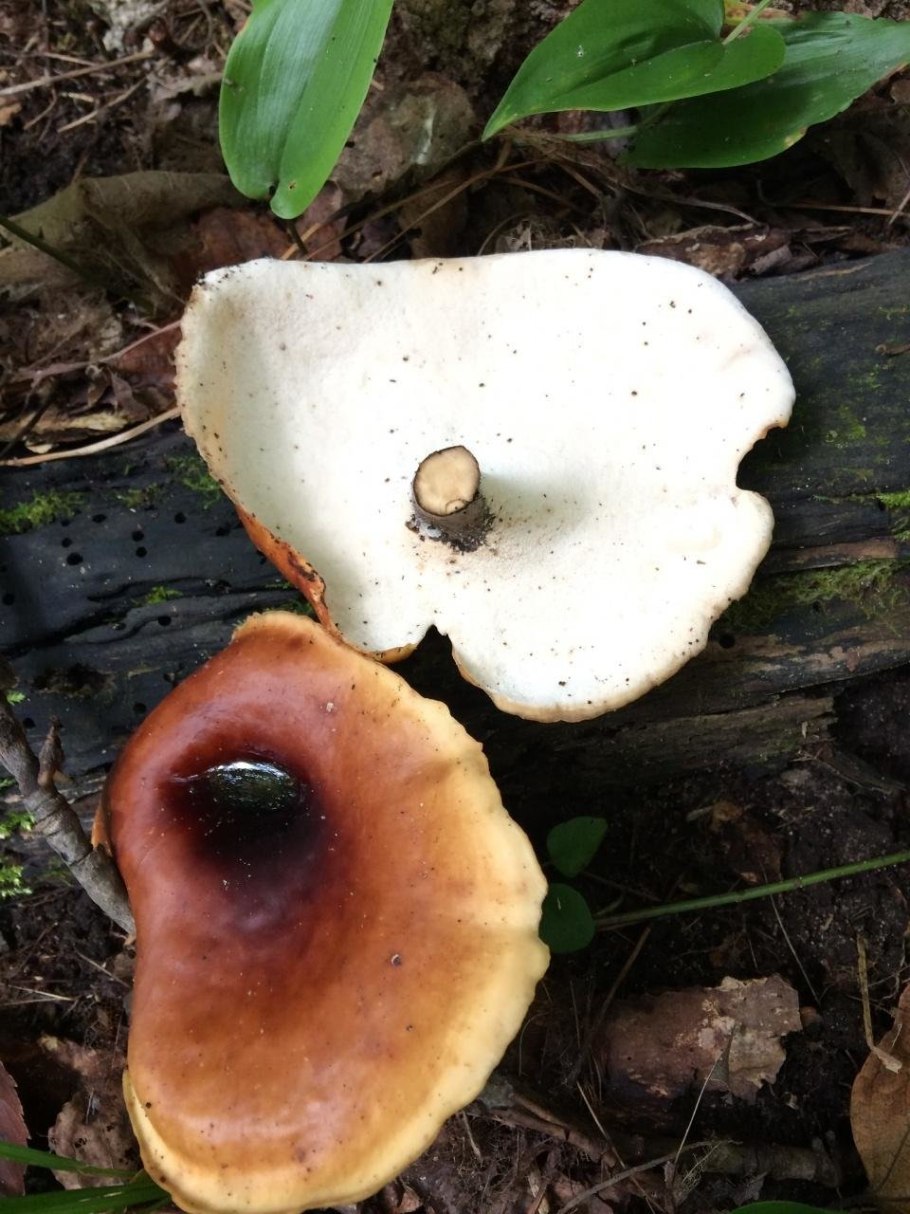 Трутовик печеночник гриб