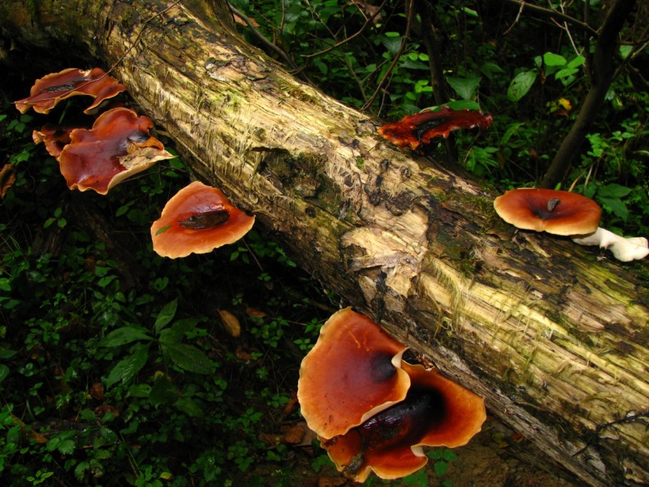 Полипорус каштановый Polyporus badius