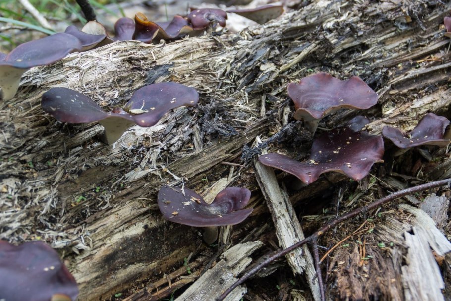 Трутовик гриб несъедобный