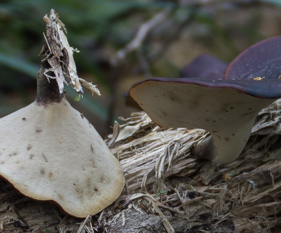 Трутовик Лисий