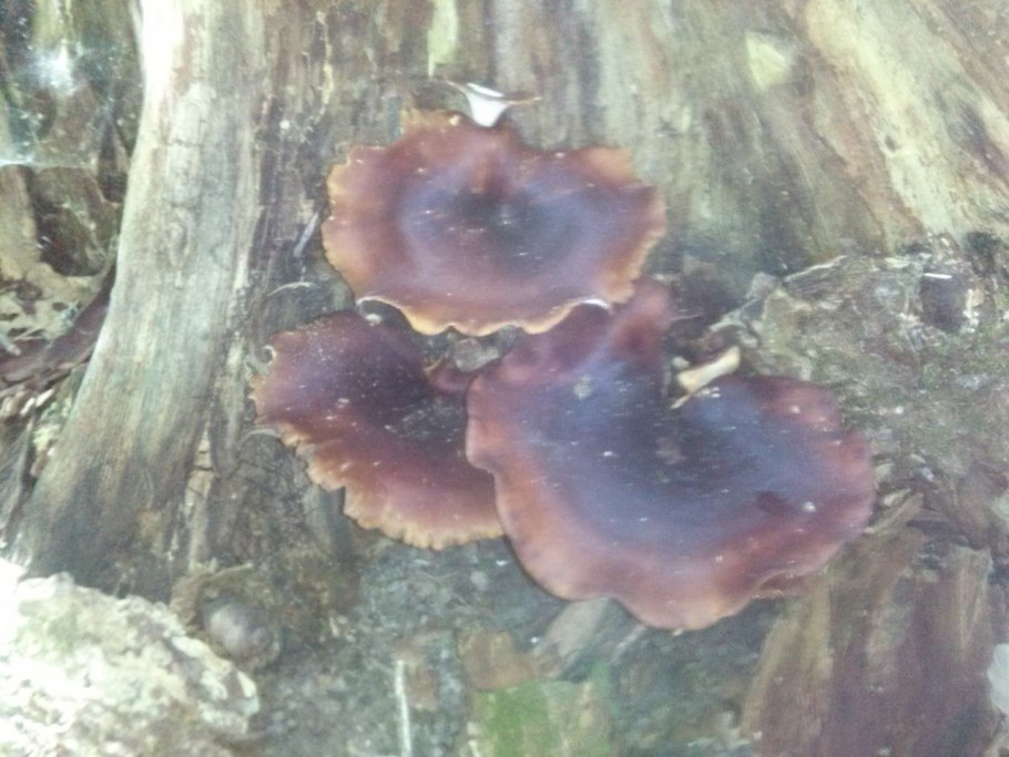 Трутовик щетинистоволосый