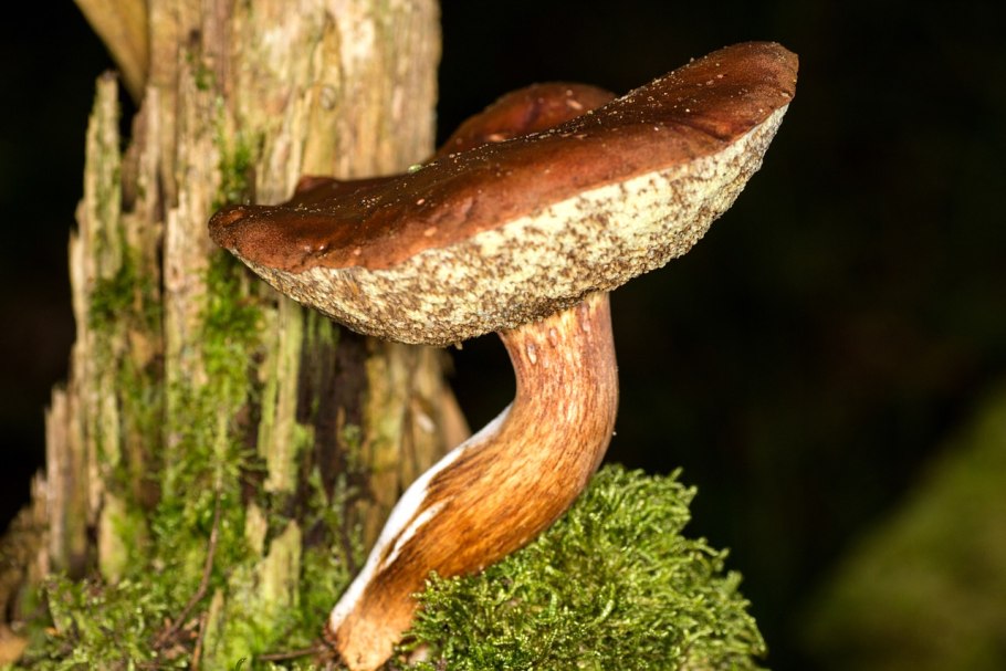 Polyporus leptocephalus