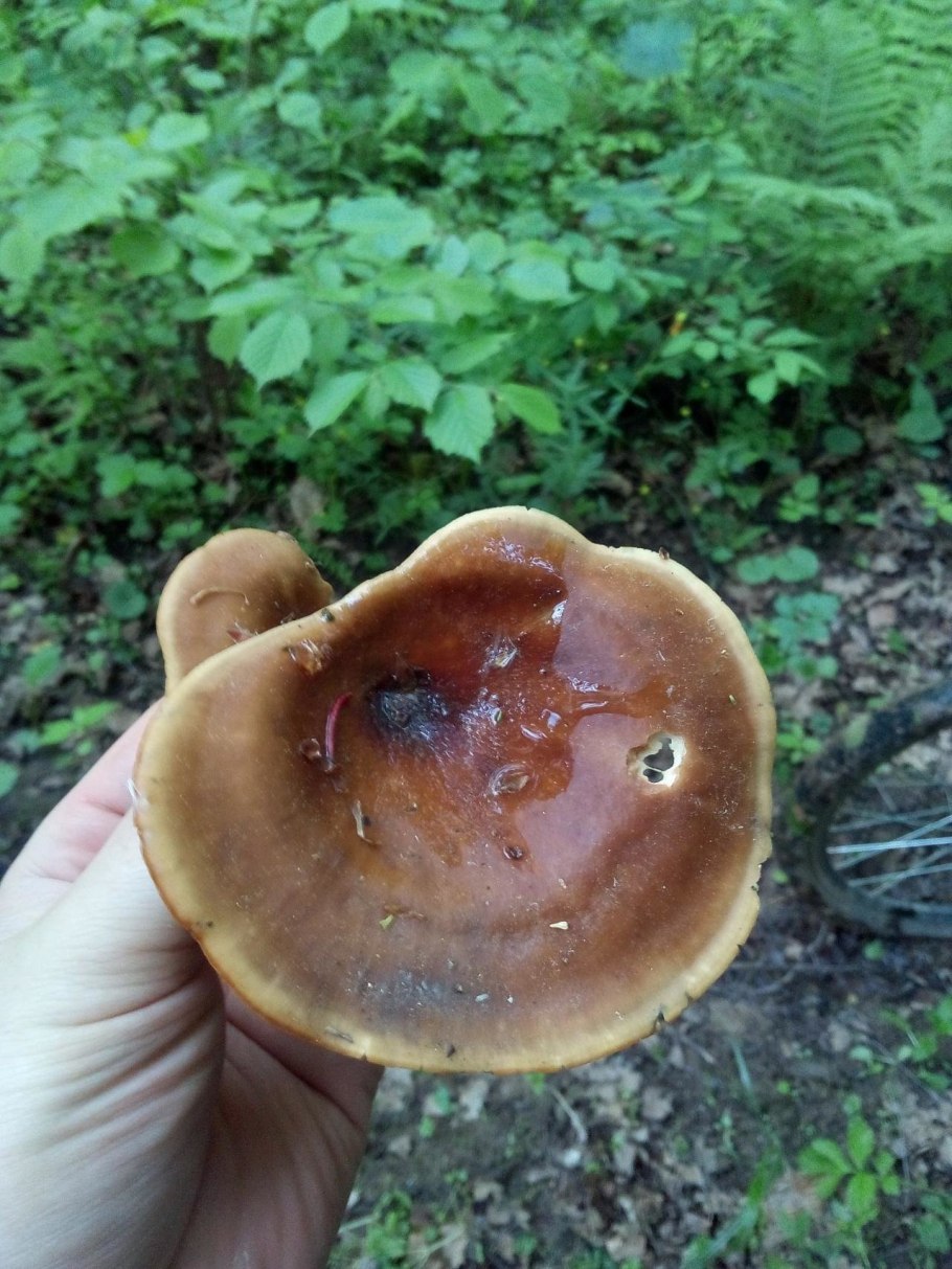 Трутовик каштановый съедобен