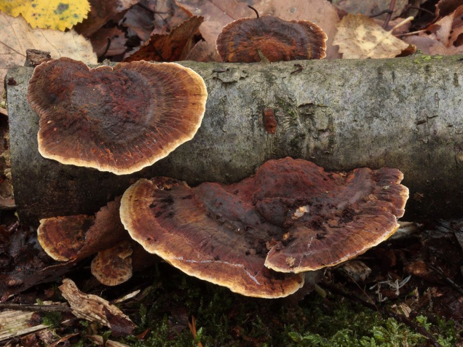 Грибы вопрос знатокам