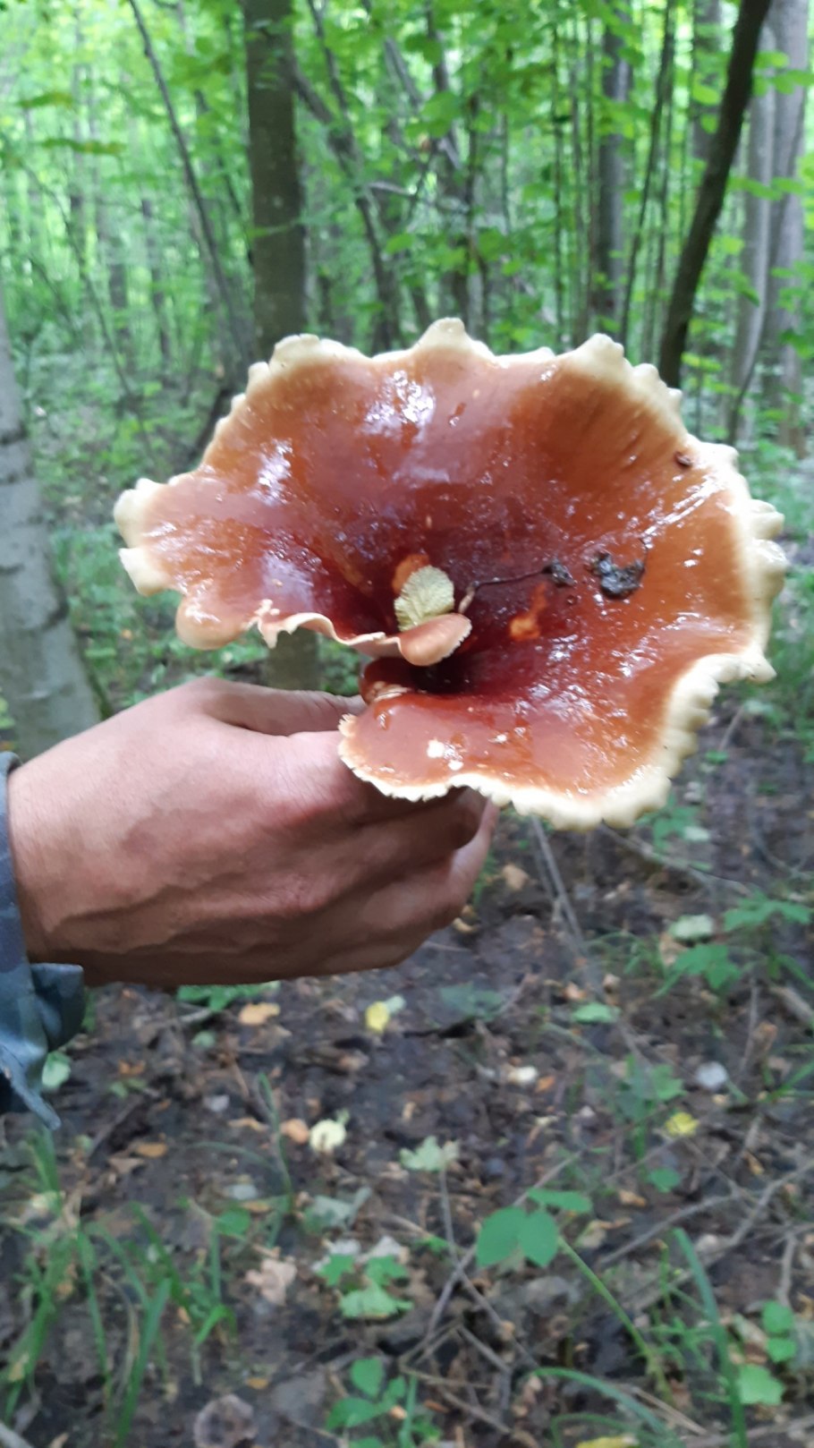 Трутовик коричневая шляпка