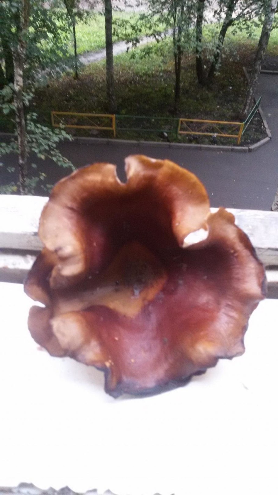 Полипорус каштановый Polyporus badius