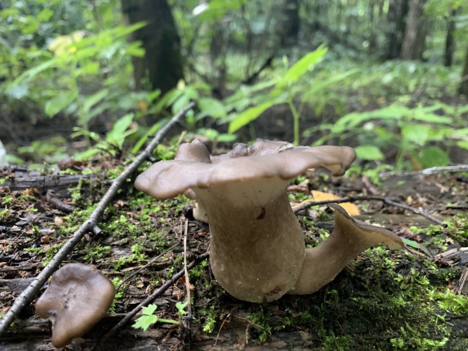 Черноножка Каштановая (" трутовик " каштановый)