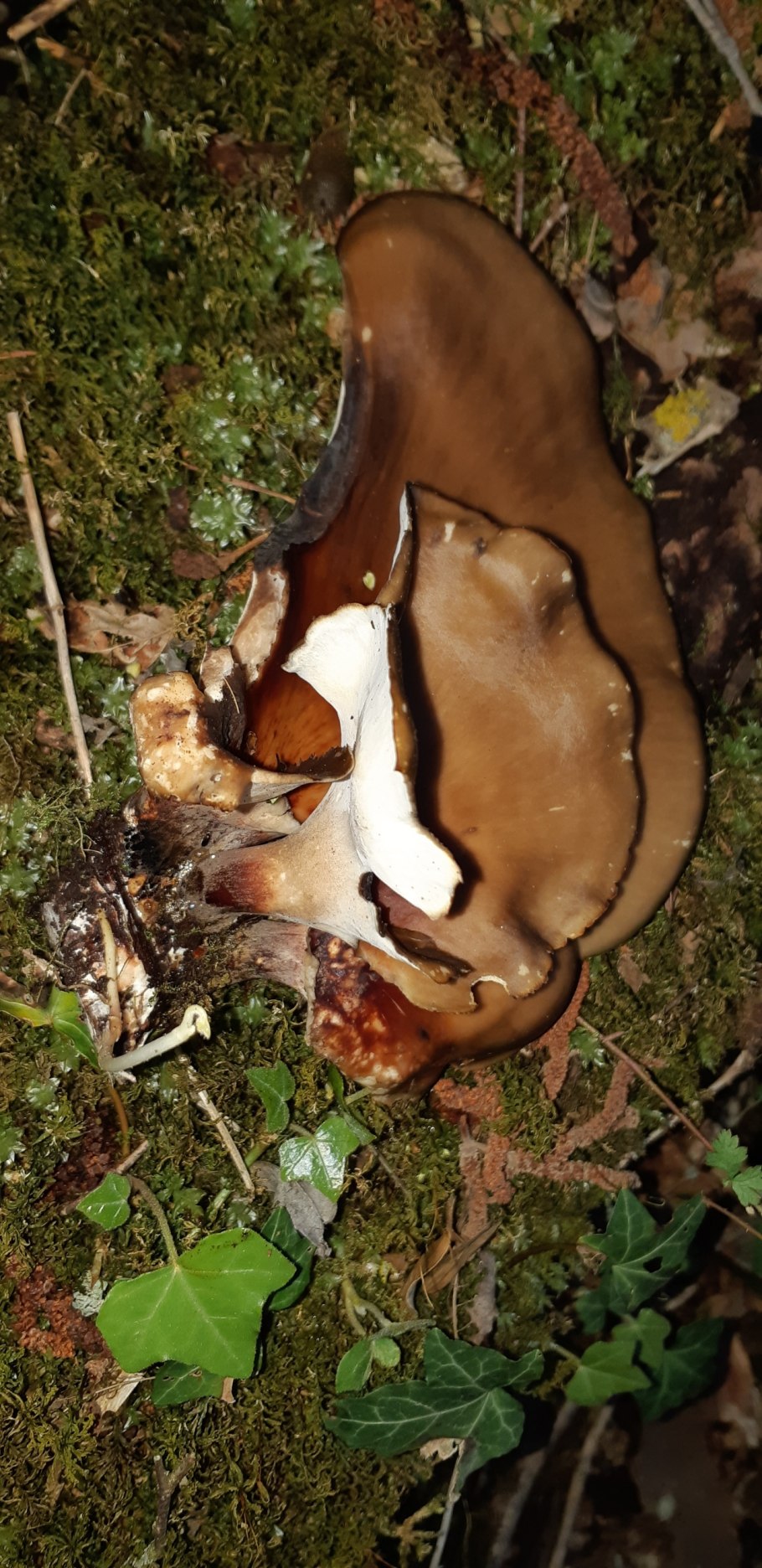 Гриб Melanoporia Castanea)