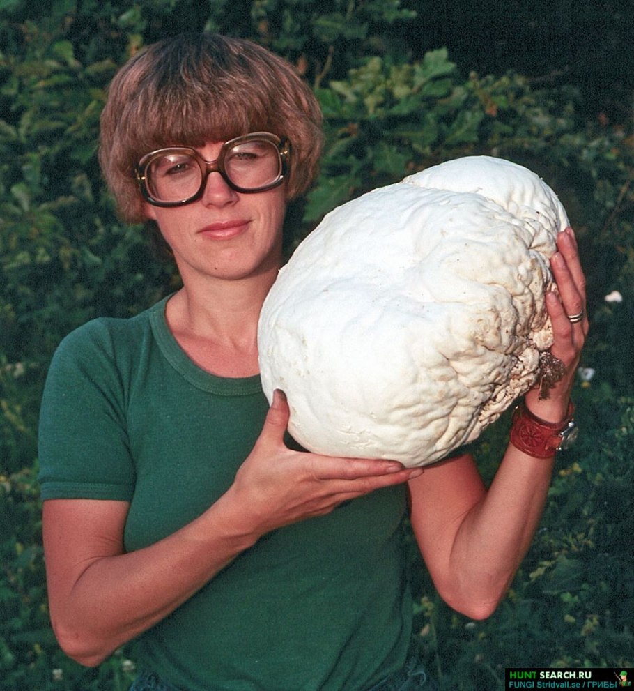 Гриб Calvatia gigantea