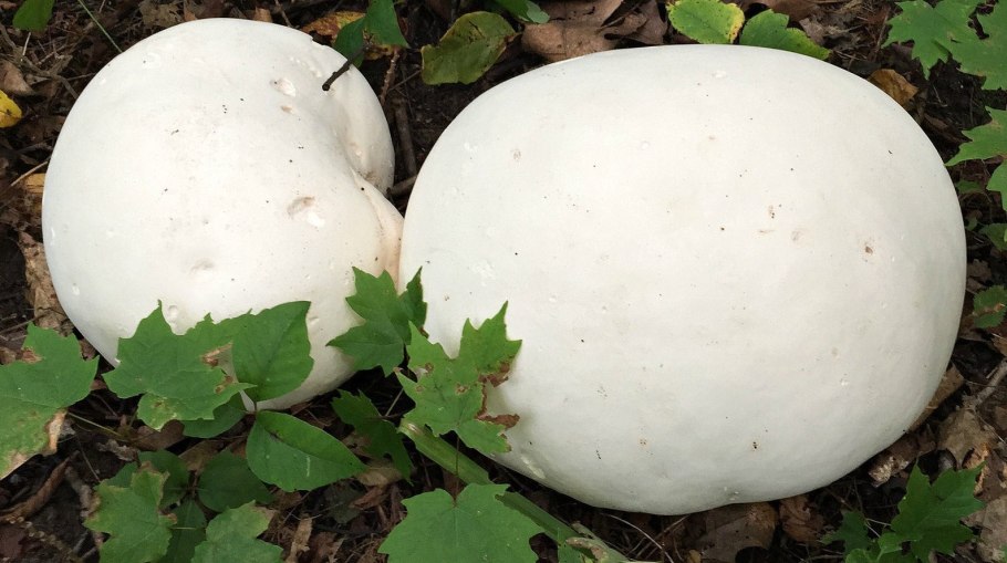 Гриб Calvatia gigantea